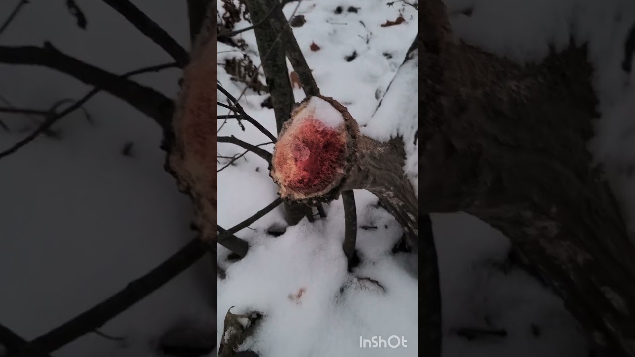 Łopata łosia 5 kg😁