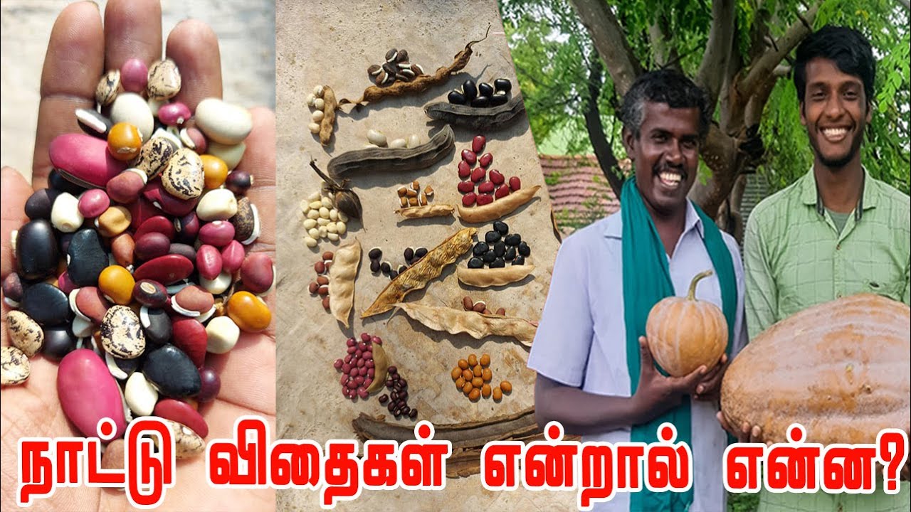 விதை என்றால் என்ன ? What is a seed simple definition? உழுது உண் சுந்தர்