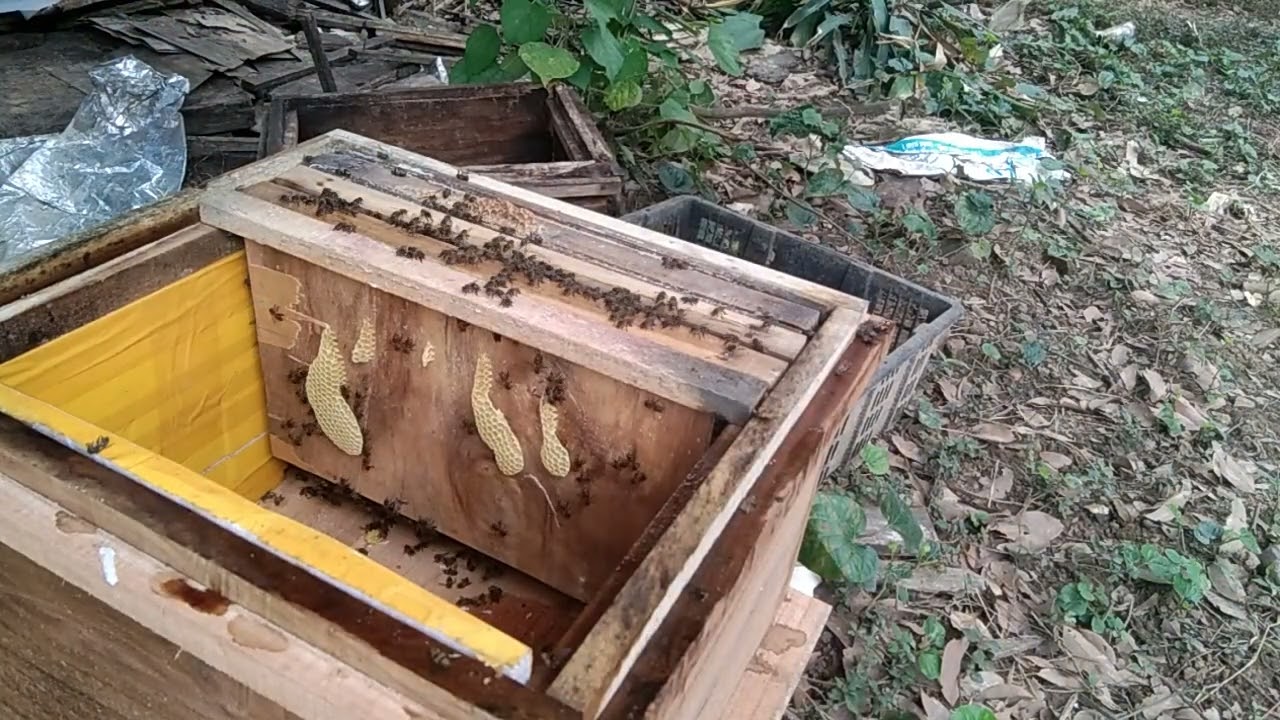 Ong chết do hoa cỏ Lào hay lý do gì đây... Nuôi ong 6 7 năm nay mới gặp cảnh buồn như này các bác ạ