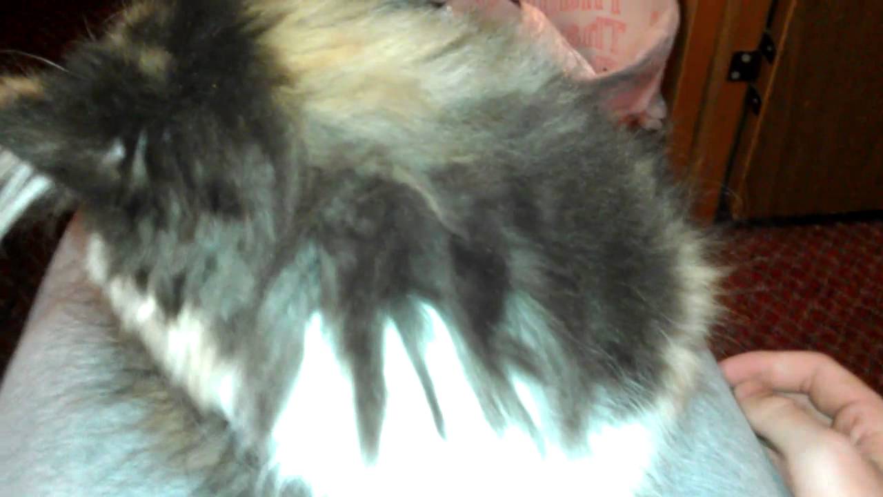 My new cat Butterscotch