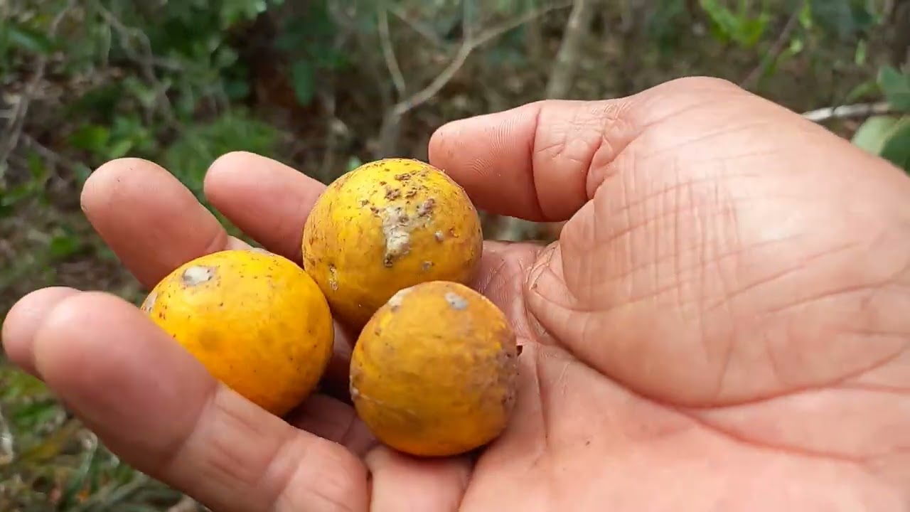 🐾 🔥 “Essa fruta é tão rara no Cerrado que parece ter até onça como guardiã.”