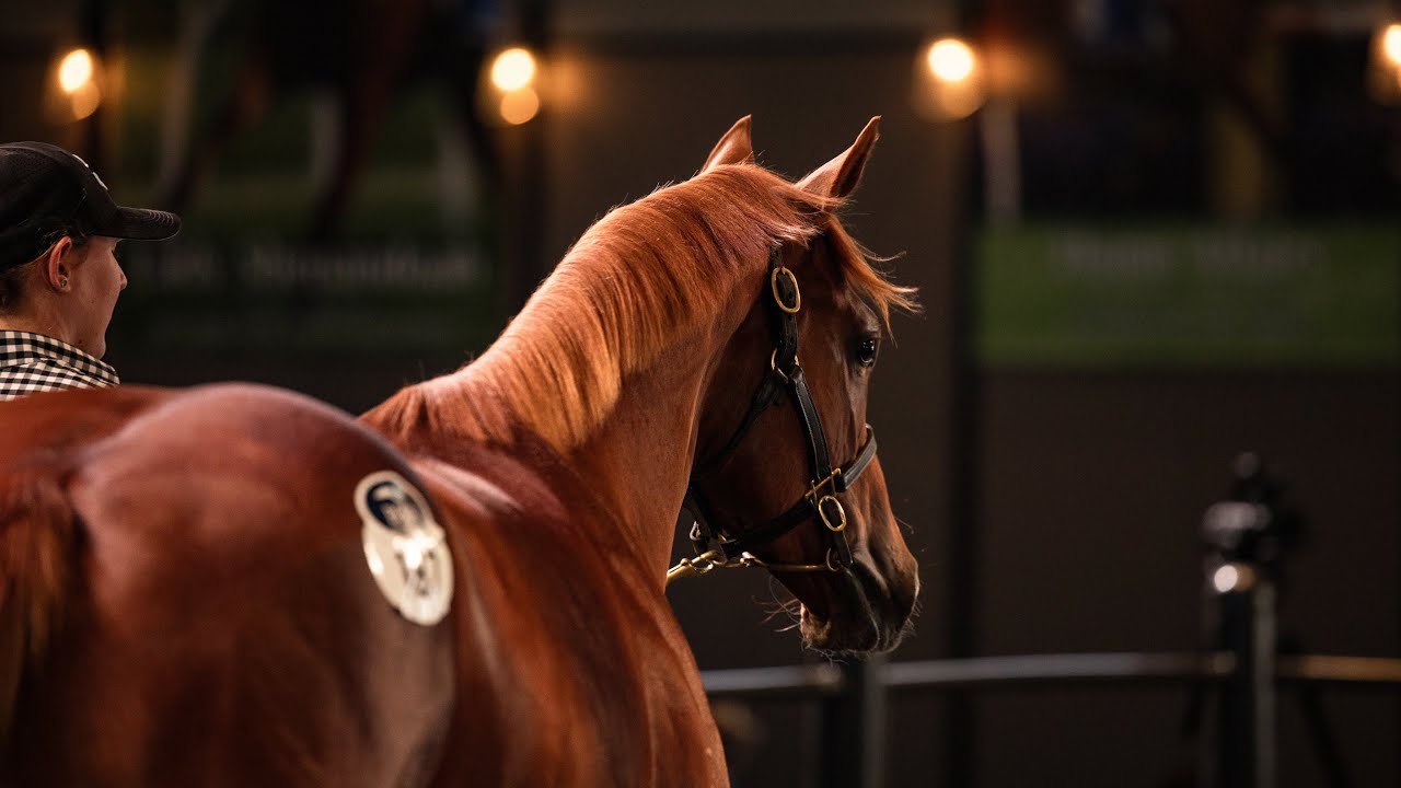 2026 Inglis Yearling Sales Series