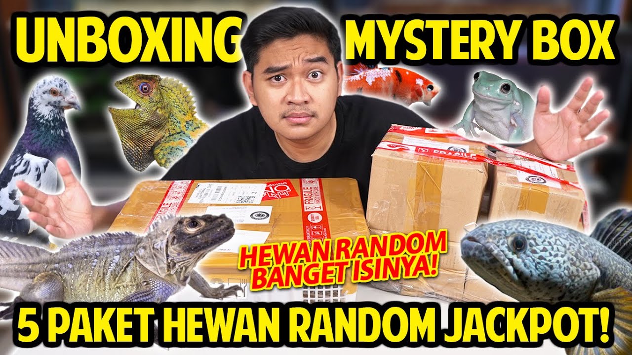 UNBOXING 5 PAKET MYSTERY BOX HEWAN PALING RANDOM! DAPET BOX BESAR BANGET ISINYA JACKPOT! BERUNTUNG!