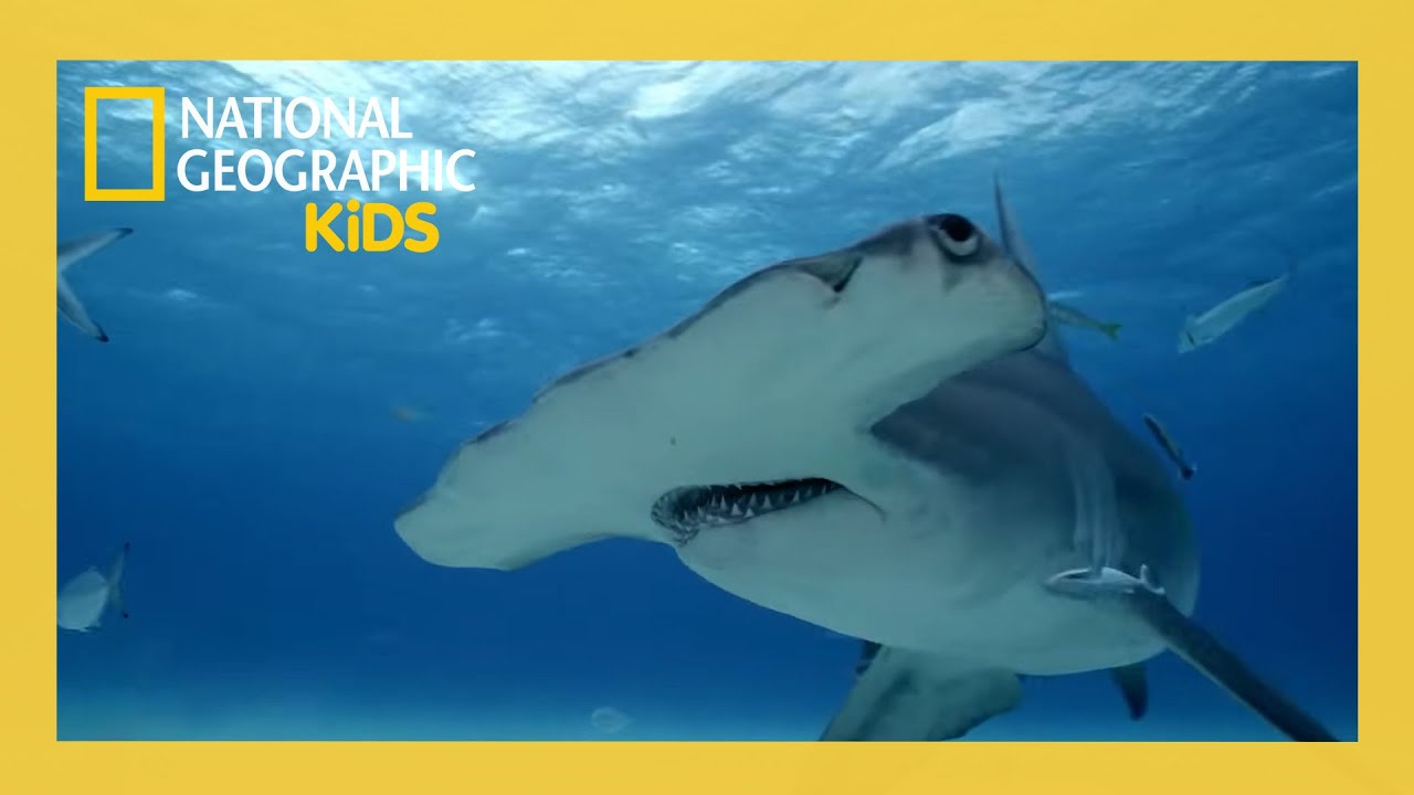 Mega Hammerhead Full Episode | @natgeokids