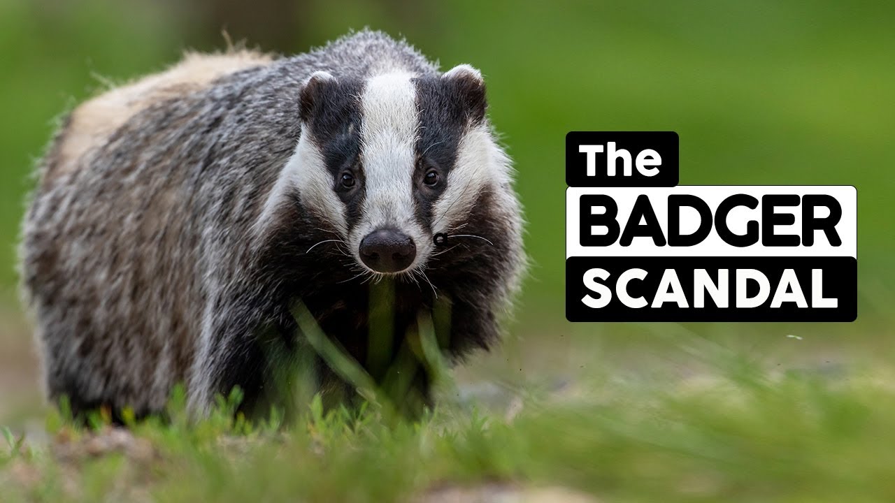 The Badger Scandal  |  Save the Badger | Stop the Cull