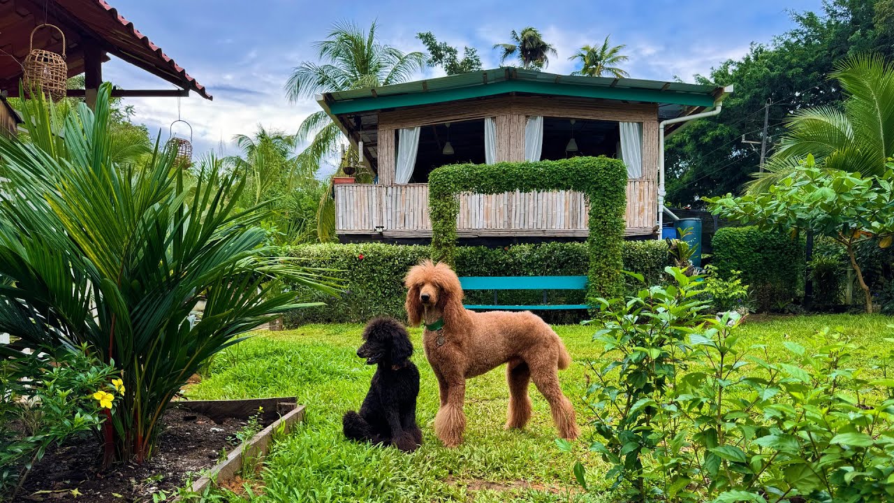 Building a Sustainable House in Costa Rica's Rainforest | Bamboo, Reed, and Wood