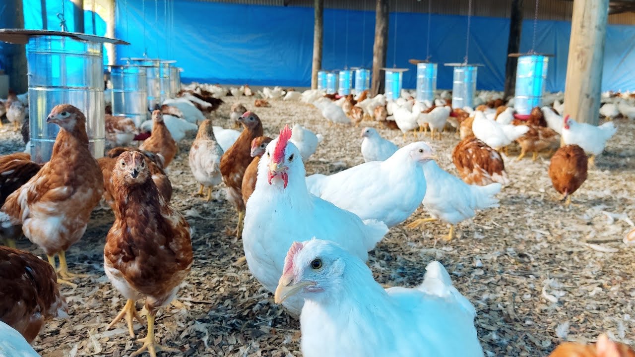 Tarefas que não podem deixar de ser feitas em uma Granja! 🐓🥚🥚