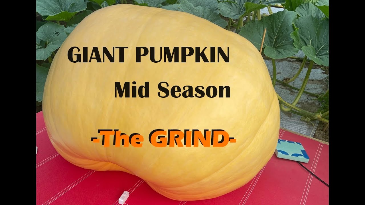 Doc's Giant Pumpkin 2024 Season Part #8 - Maintenance, Problems, & Solutions... A Must Watch!