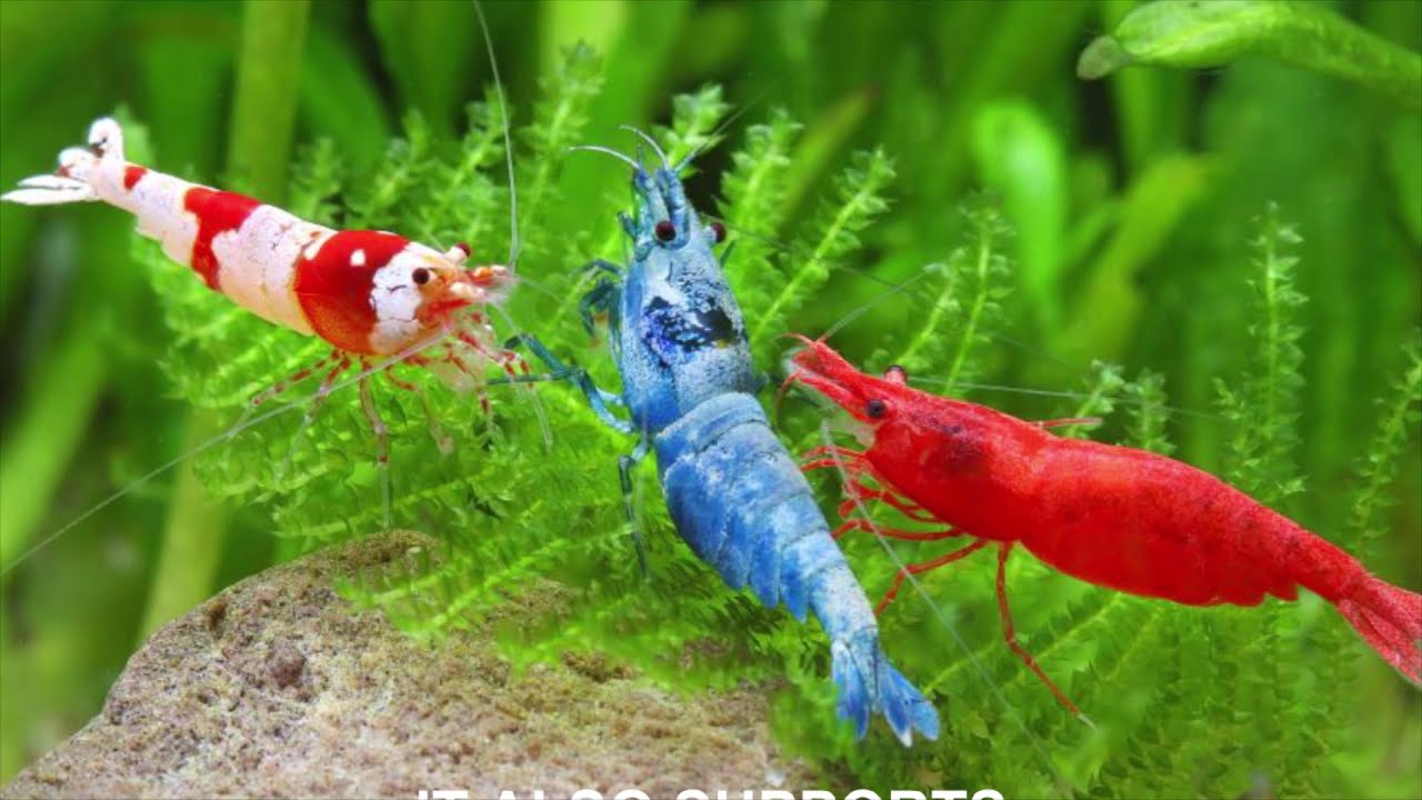 Significance of Marine Fisheries