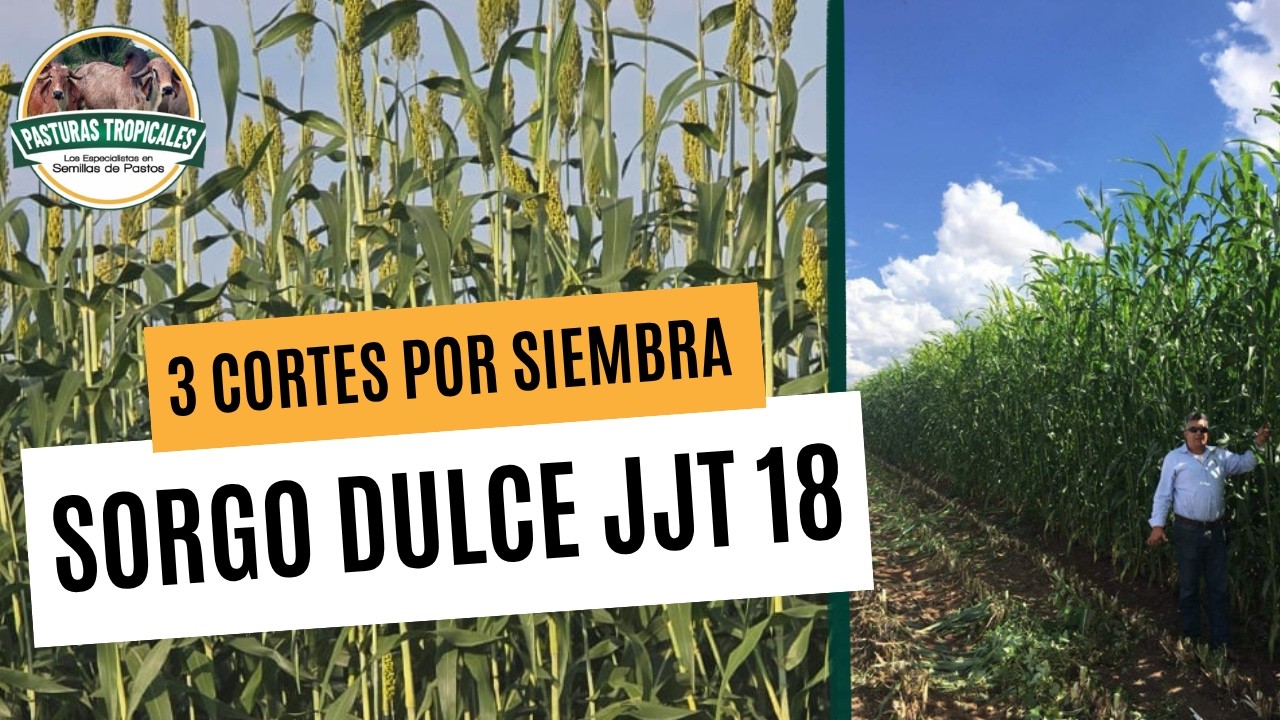¿Mejor que el maíz? Sorgo forrajero JJT-18 para ganado de leche y engorde #ganaderiacolombiana