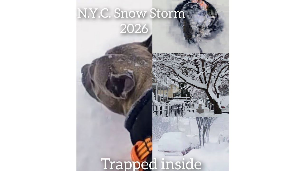 SAHM Surviving N.Y.C. Blizzard Of 2026!!/My Dog Got Buried In The Snow 
