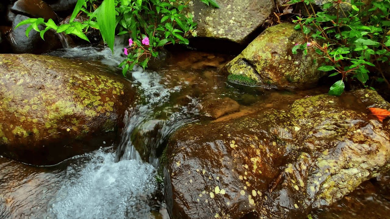 Tranquil Stream ASMR with Chirping Birds | Sleep & Meditation