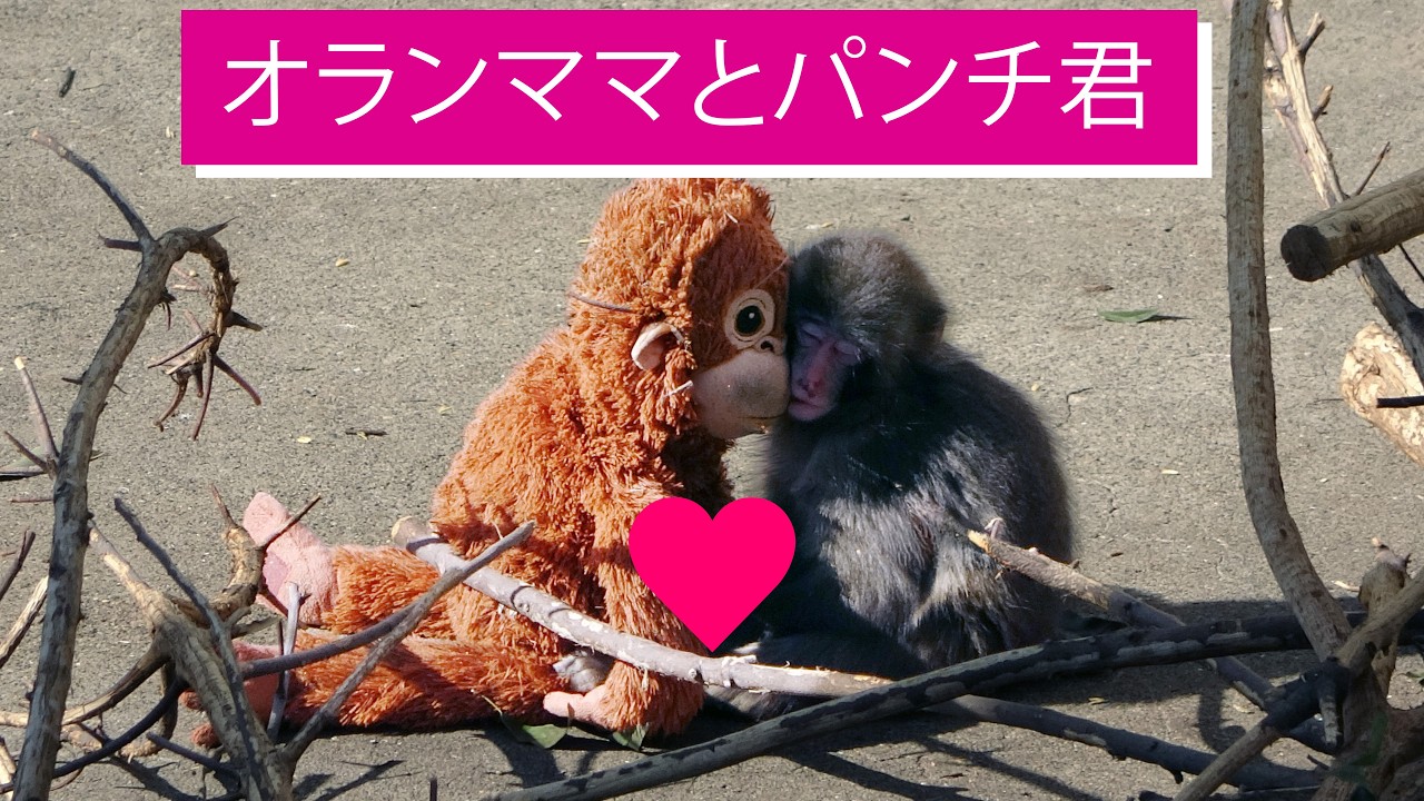 がんばれパンチ　「ママずっと一緒だよ」　　＃がんばれパンチ　＃市川市動植物園　#punch