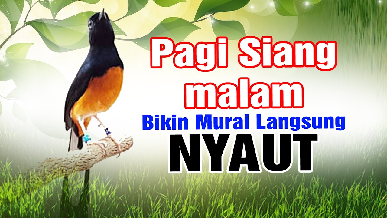 MASTERAN MURAI BATU GACOR BONGKAR ISIAN  , 100% EFFEKTIP BIKIN MURAI BATU LANGSUNG NYAUT