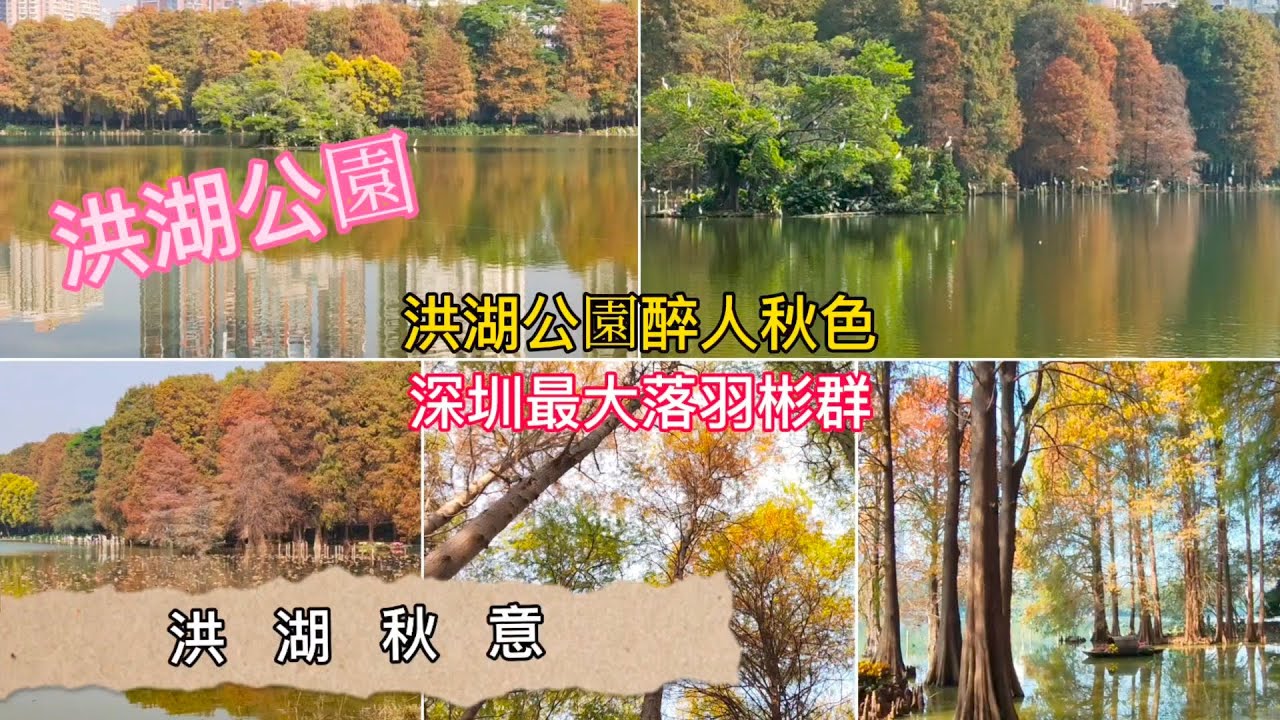深圳吃喝玩樂 | 洪湖公園 | 深圳最大落羽彬群公園 | 一月份落羽彬換上紅橙黃綠 | 秋色醉人 | 東週末側門入口 | EP150