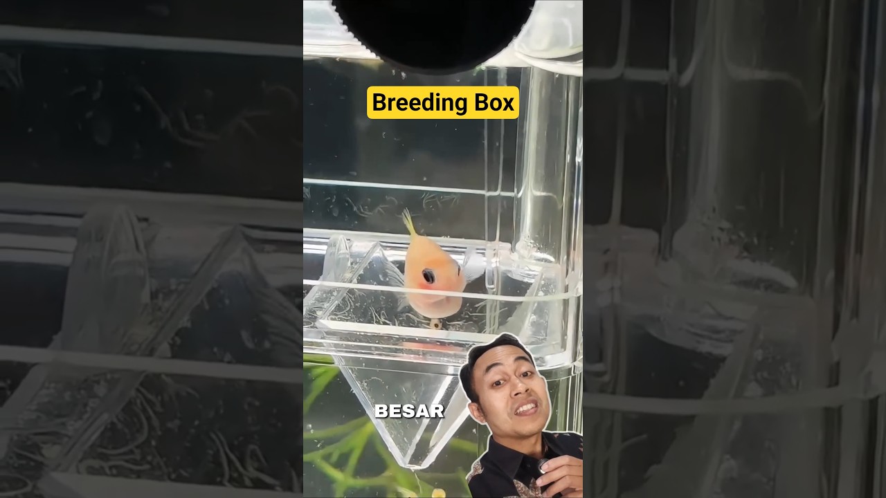 Breeding Box untuk ikan guppy kamu #akuarium #ikanhias #budidayaikan