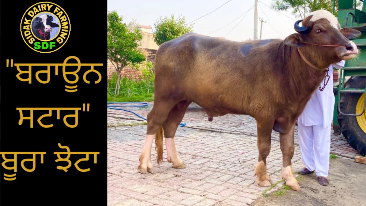 The Brown Star, brown bull, 