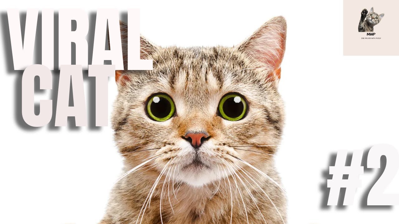 HOW TO INCREASE VISUAL WITH PUSSY! - FUNNY CAT VIRAL COMPILATION (2023) #2023 #viral