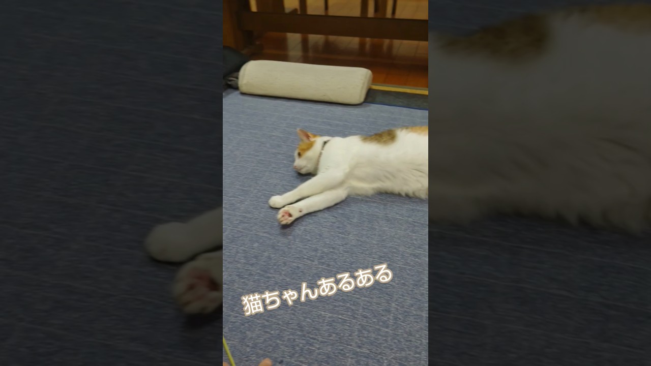 猫ちゃんあるある#cat #猫#ねこ#ネコ#シニアネコ#あるある#かわいい#三毛