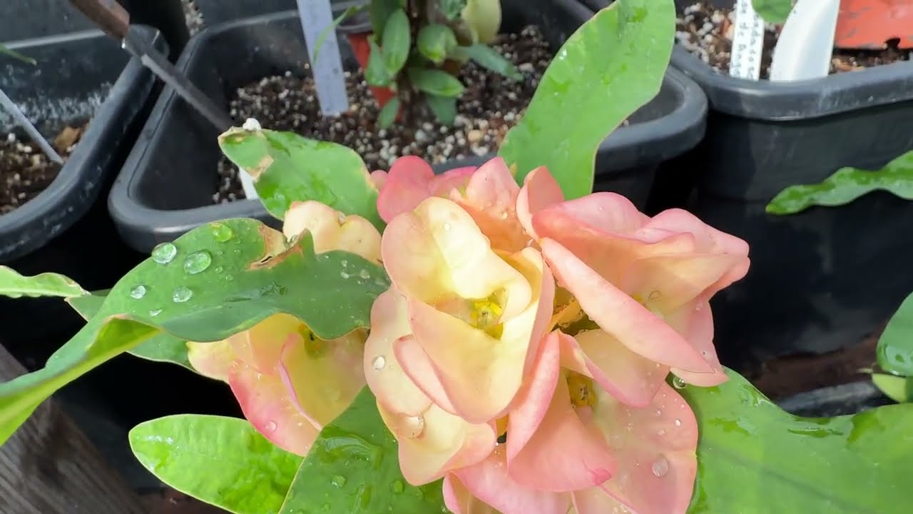 Disponibles del jardin de Edith video # 4 febrero 8