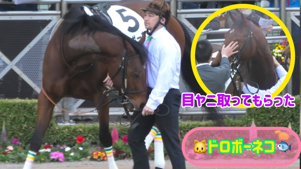 厩務員さんのハート❤️を盗もうとするドロボーネコ