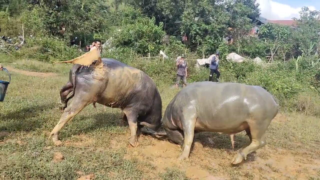 Chọi Tr&acirc;u S&acirc;n nh&agrave; (b&eacute;) S&acirc;n kh&aacute;ch to hơn gần 2 tạ hơi 13/9/2025 