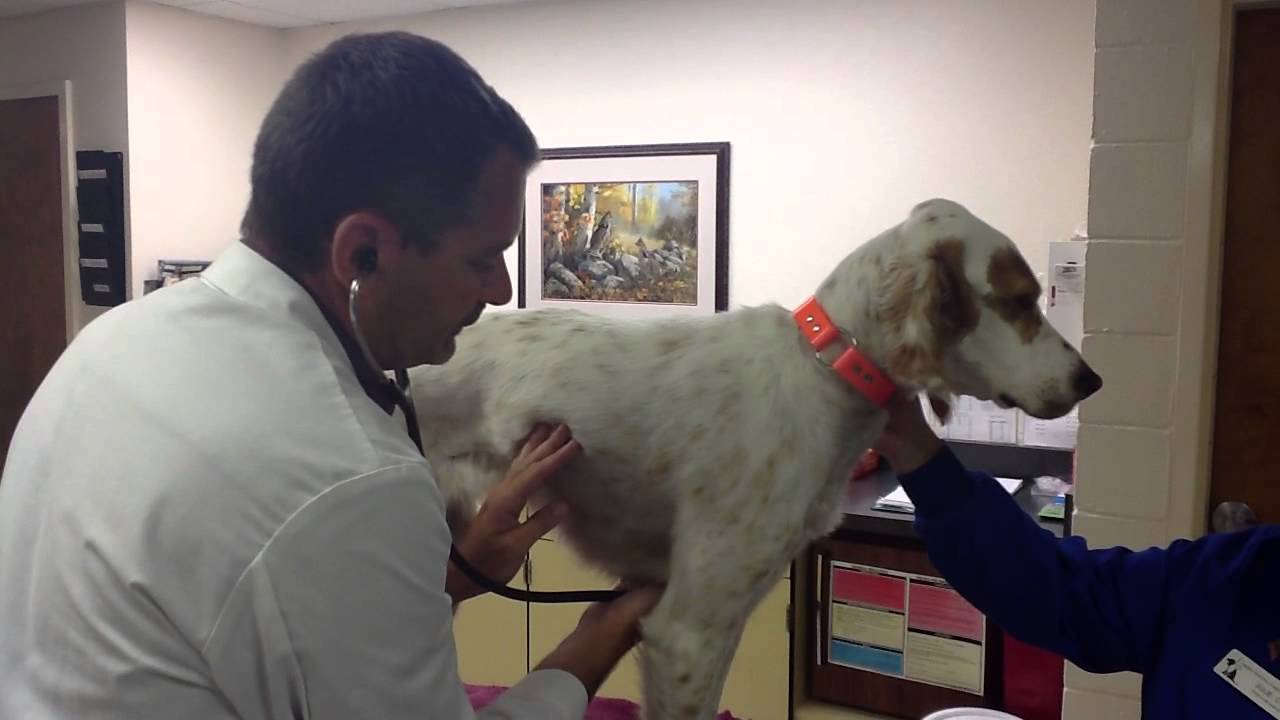 Physical Exam On A Dog