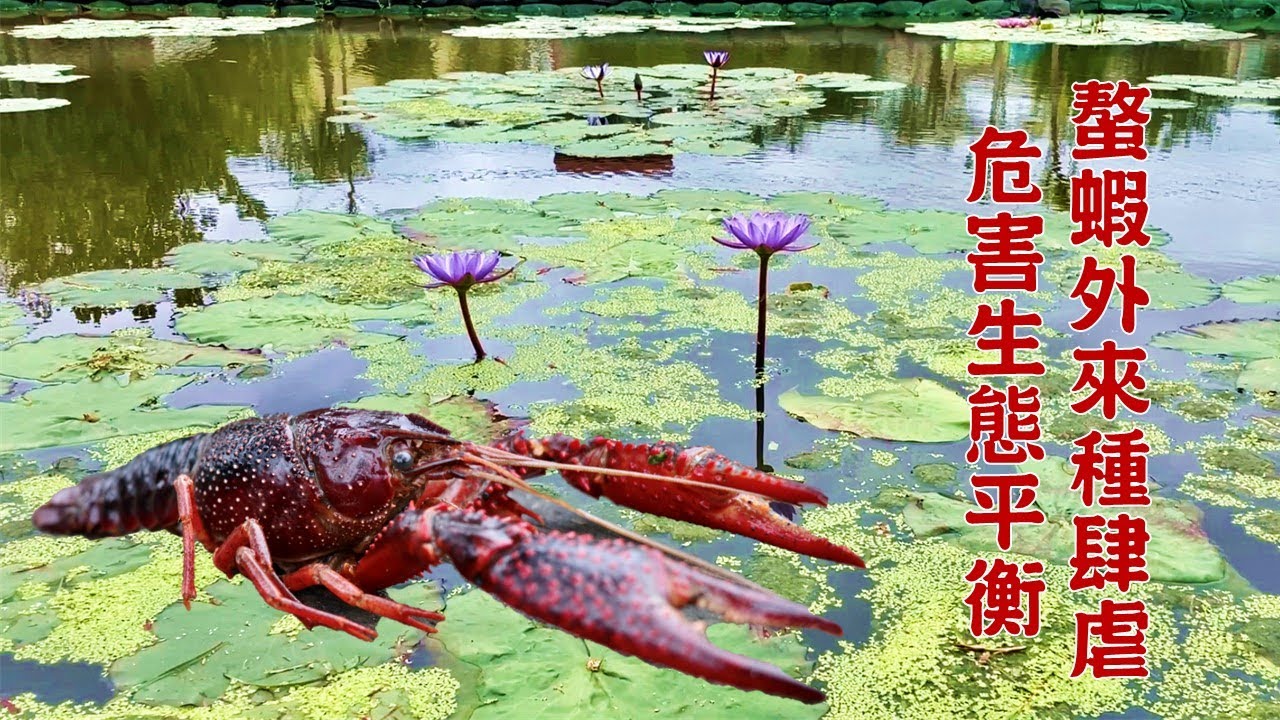 螯蝦外來種肆虐 危害生態平衡