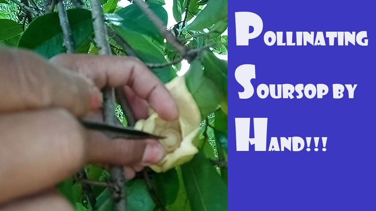 PART 1 ||  POLLINATING THE SOURSOP BY HAND!