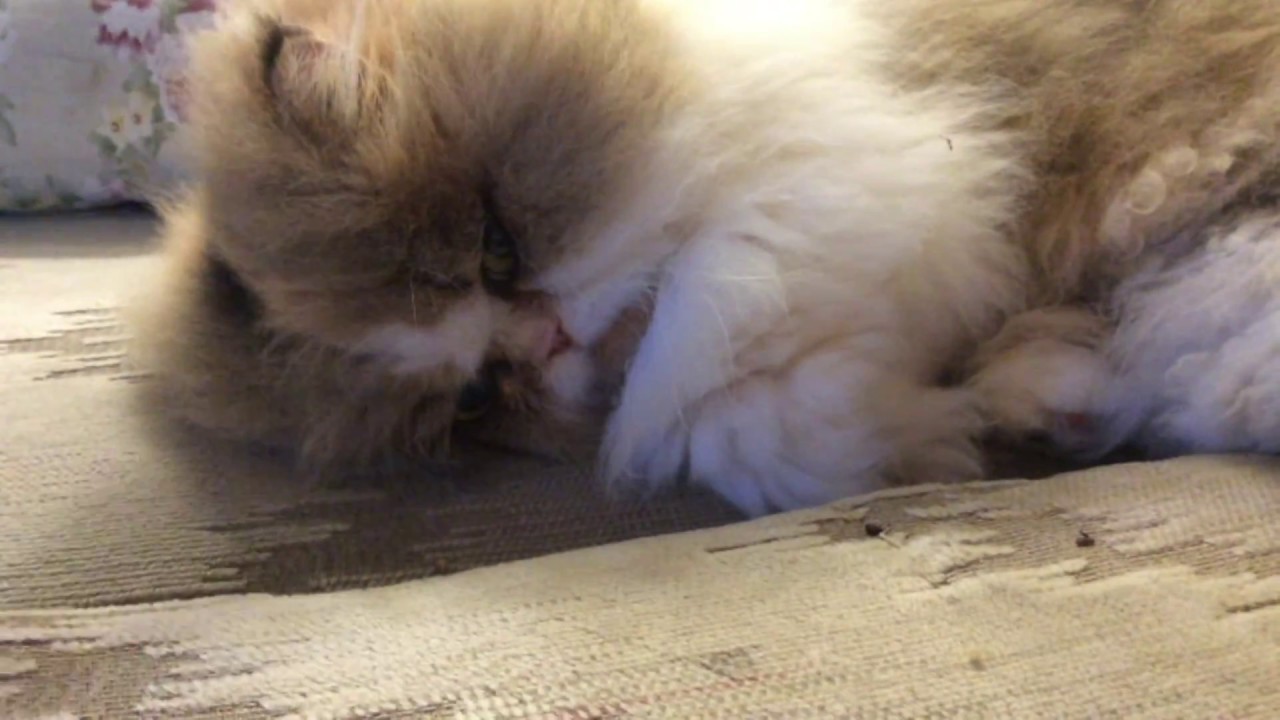16 12 08 Persian kitty, Sequoia, vs the Purple Comb of Doom