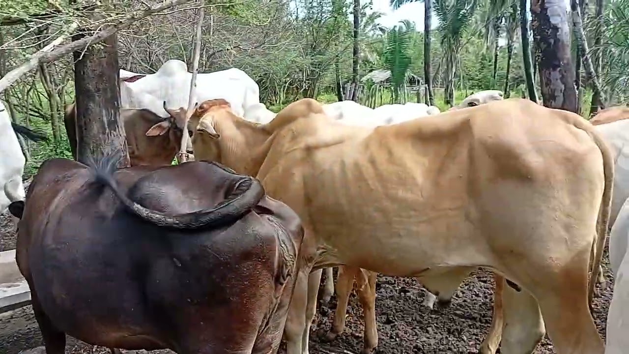Gado lambendo sal...