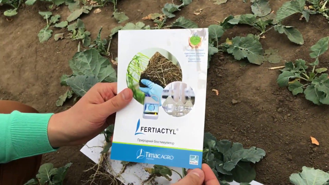 Fertiactyl Starter від Timac Agro   озимий ріпак