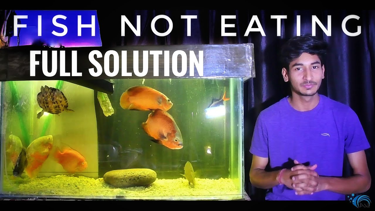 What to do if aquarium fish not eating food (New/Old fish not eating )Fish Food strike FULL SOLUTION