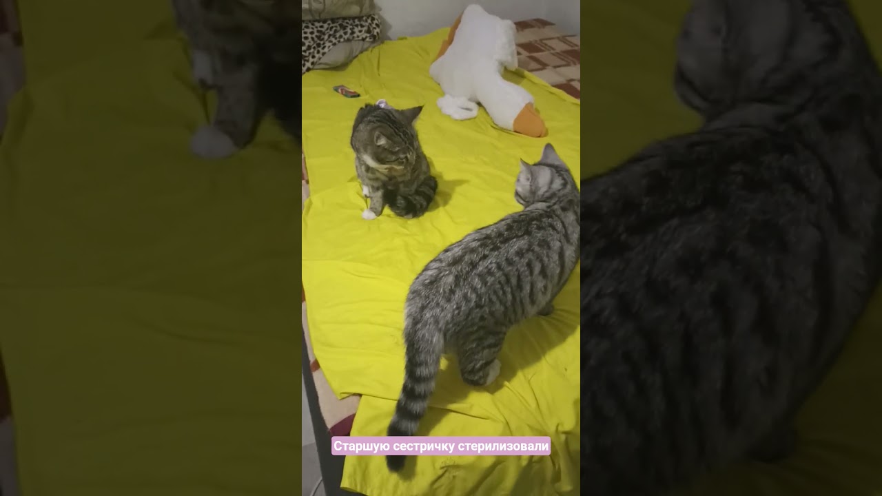 Лу́не дома стало лучше. В клинике не ела больше суток #cat