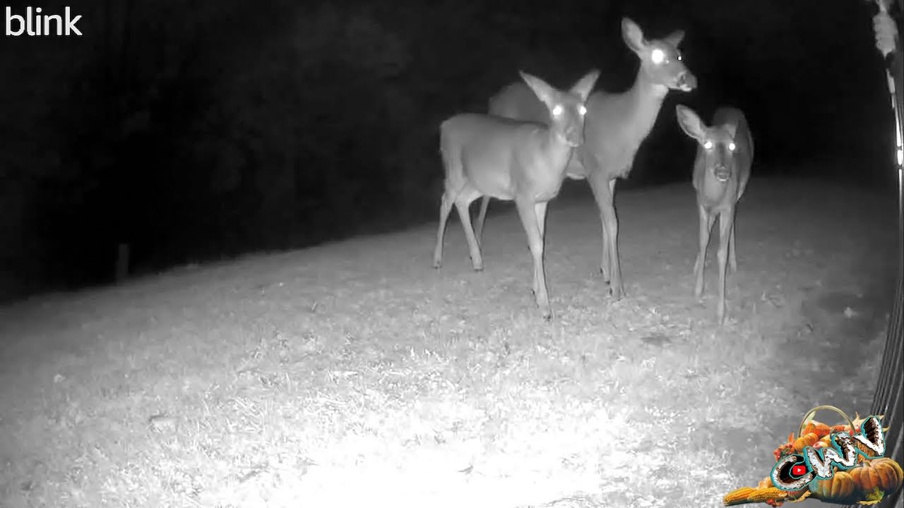 Overnight Backyard Wildlife (10.18.24 Day 3762)