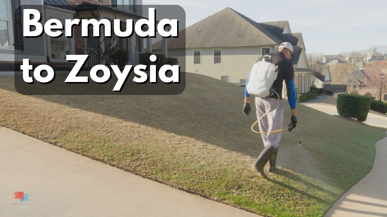 Bermuda to Zoysia Renovation  - Step 1 Eliminate Bermuda ⛳️