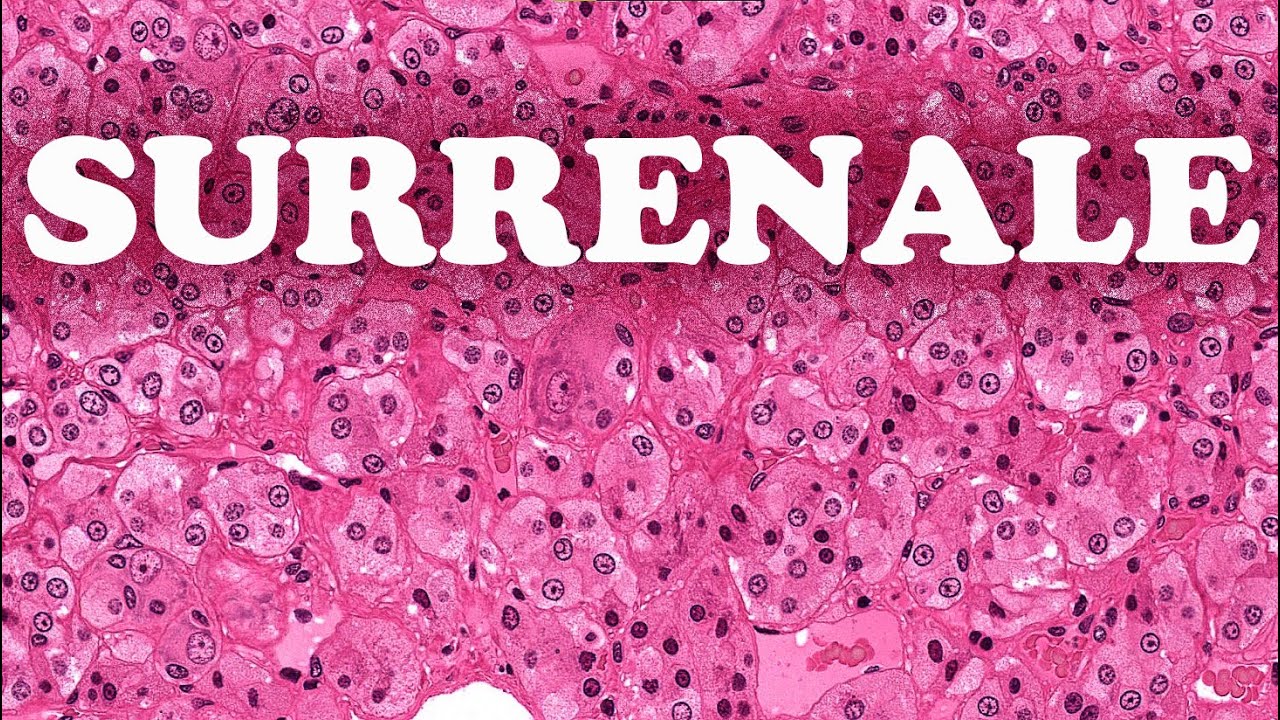 LA SURRENALE (Médullo-surrénale) - HISTOLOGIE