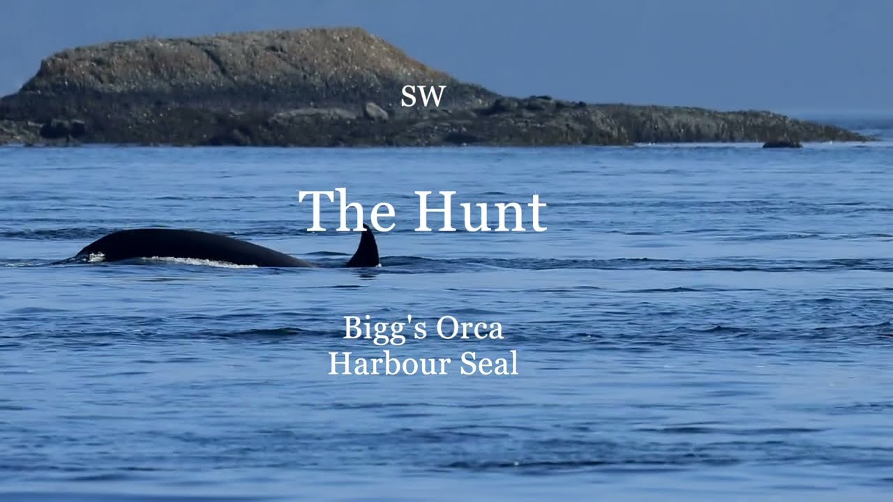Orca Hunt   HD 1080p
