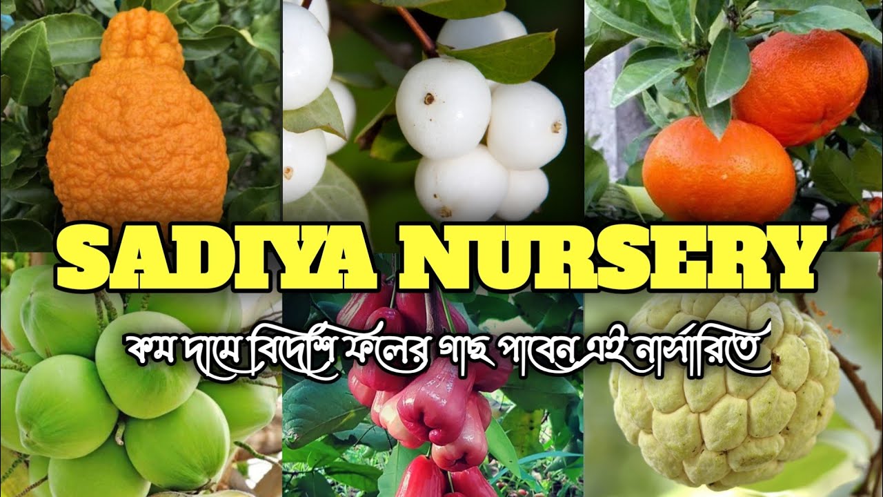 একদম সস্তায় জেনুইন ফলের গাছ পাবেন এই নার্সারিতে। SADIYA NURSERY ।