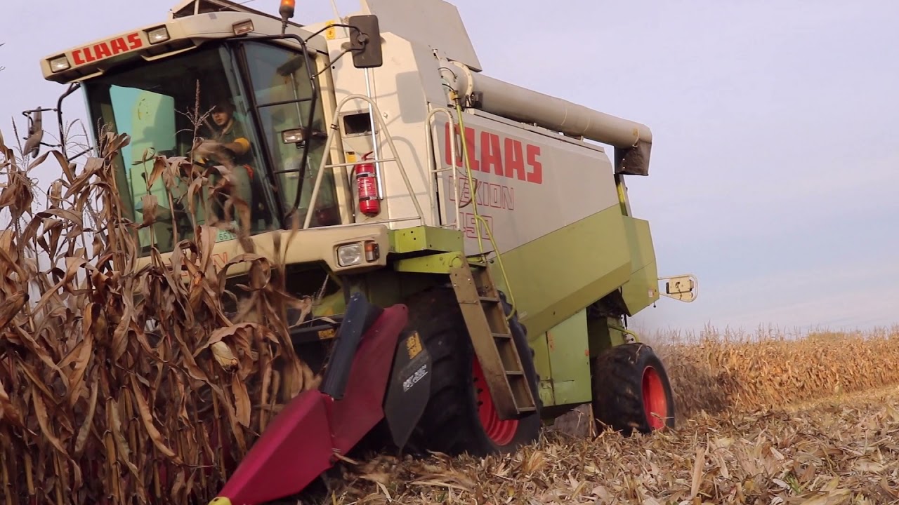 Claas Lexion 440 & 450_Kukorica aratás 2021