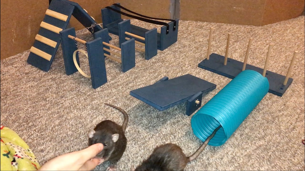 Обзор специального набора для ловкости крыс от Rat Agility Kits UK!
