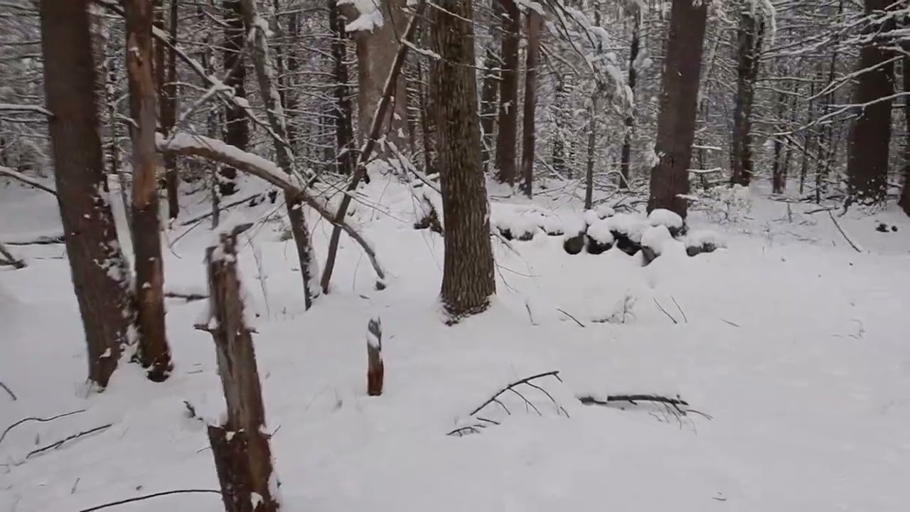 snowy day in Maine