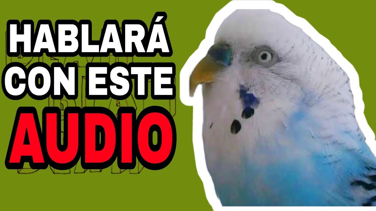 ENSÉÑALE A HABLAR A TU PERIQUITO CON ESTE AUDIO