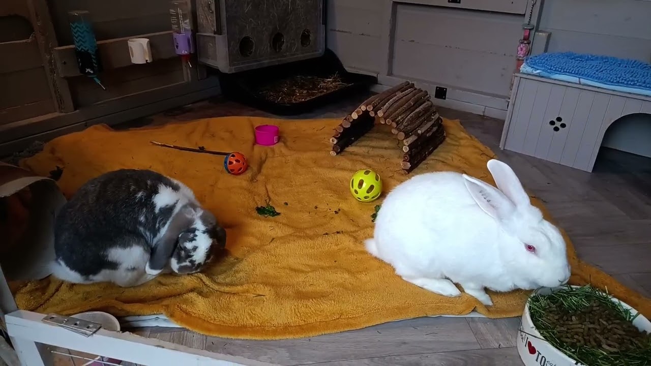 ⛱️ Holiday Guest's  💙Sage & Saffron💛