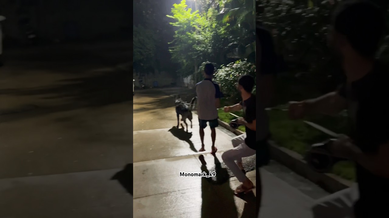 Aggressive DDR German Shepherd leash pulling🐾