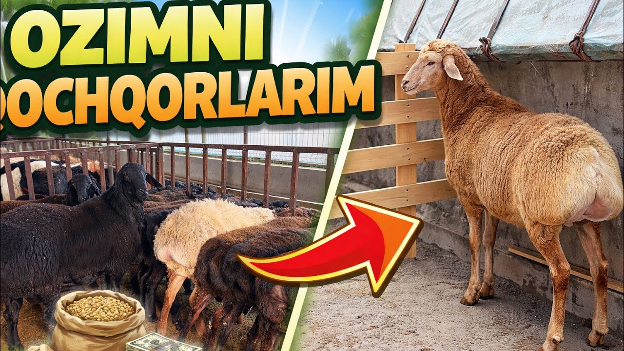OZIMNI UYDAGI QOCHQORLARIM💥 MASLAXATLAR UCHUN TASHAKKUR🫡 ☎️93-986-22-90