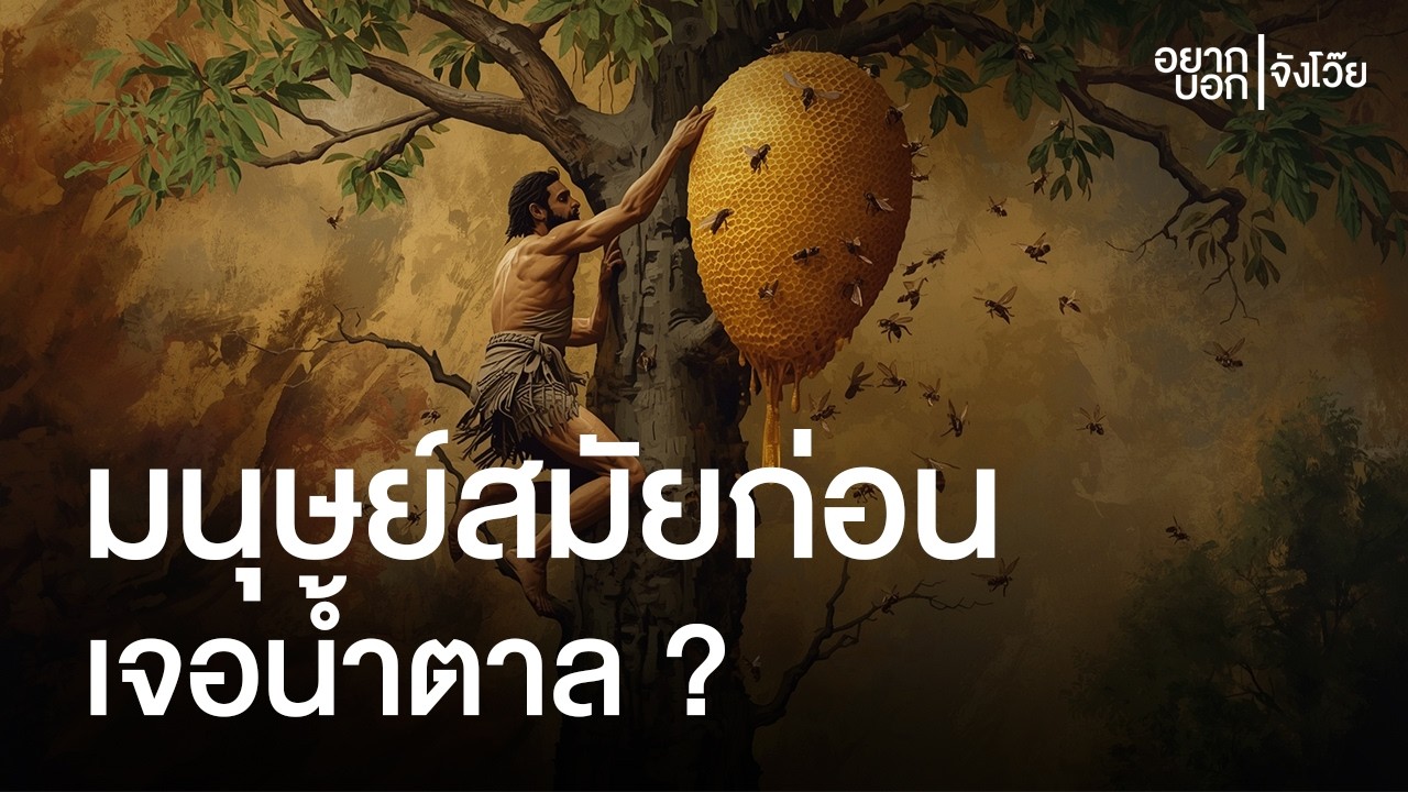 มนุษย์สมัยก่อน รู้จักน้ำตาลไหม แล้วค้นพบได้ยังไง ? | อยากบอกจังโว๊ย