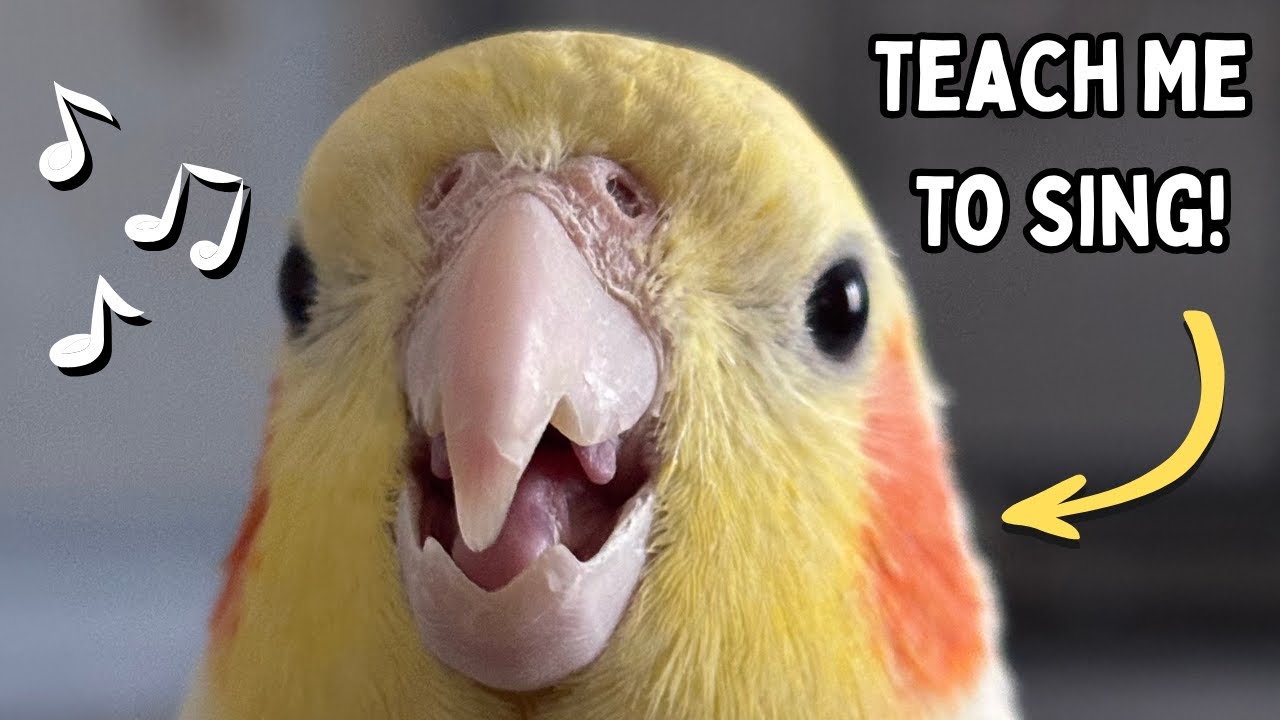 How To Teach Your Cockatiel To Sing and Talk | TheParrotTeacher