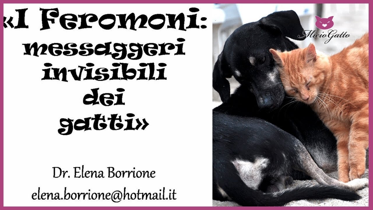 Come comunica il gatto con i FEROMONI e cos'è il FLEHEMEN?