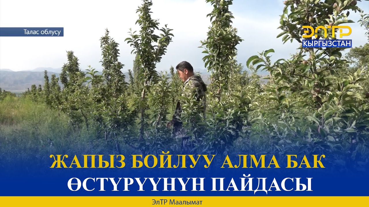 ЖАПЫЗ БОЙЛУУ АЛМА БАК ӨСТҮРҮҮНҮН ПАЙДАСЫ